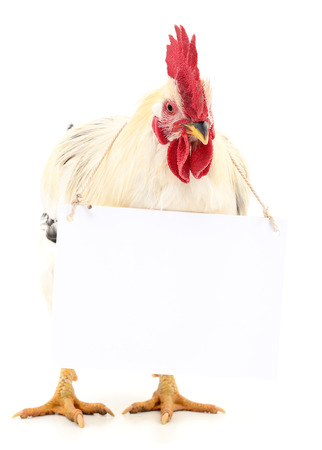 Chicken with blank on a white background.の写真素材