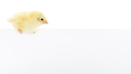 Chicken with blank on a white background.の写真素材