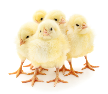 Five chickens who are represented on a white backgroundの写真素材