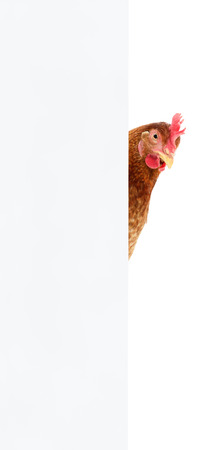 Chicken with blank on a white background.の写真素材