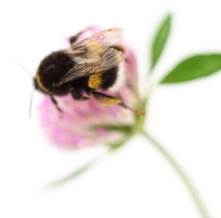 Defocused image of a bumblebee on a clover flower on a white background.の写真素材