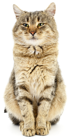 Small gray kitten on a white backgroundの写真素材