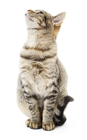 Small gray kitten on a white backgroundの写真素材