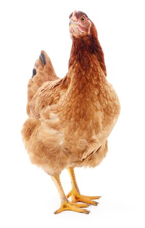 brown hen isolated on white, studio shotの写真素材