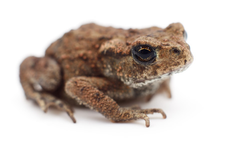 Small brown frog isolated on white background.