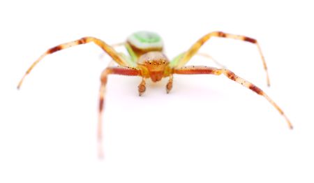 Green spider isolated on a white background.