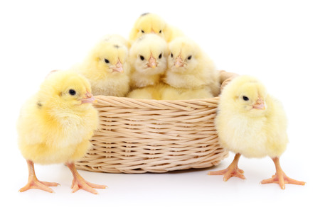 Young chickens in basket. Isolated on white background.