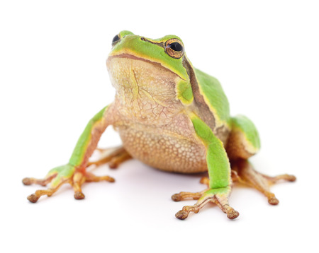 Small tree frog isolated on white background.