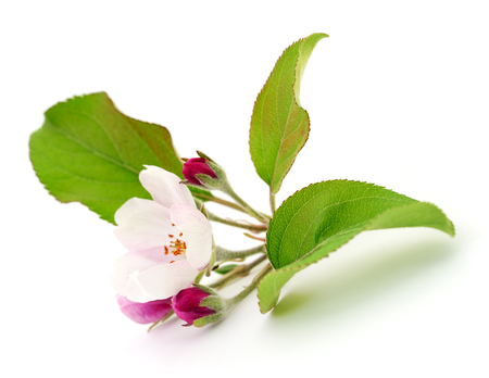 Spring apple flowers with leaves on a white.の写真素材