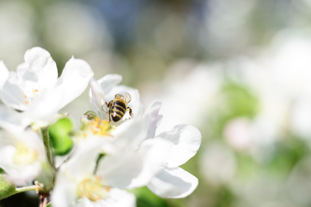 Nature background. Honeybee and white apple flowers.の写真素材
