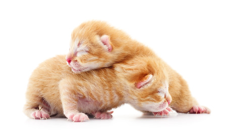Two small kittens on a white background.の写真素材
