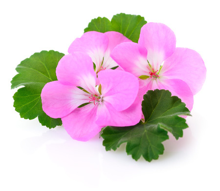 Three beautiful white and pink flowers, isolated on white.の写真素材