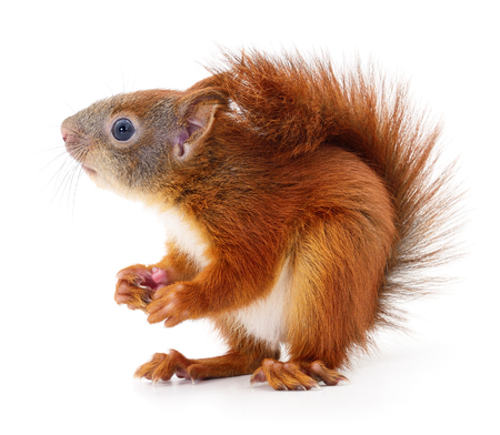 Eurasian red squirrel isolated on white background.の写真素材