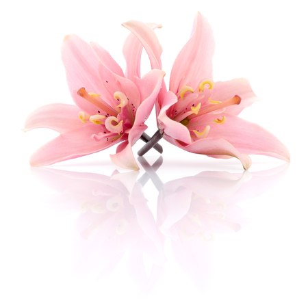 Two pink lilies isolated on a white background.の写真素材