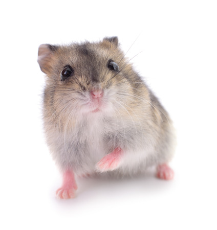 Small domestic hamster isolated on white background.の写真素材