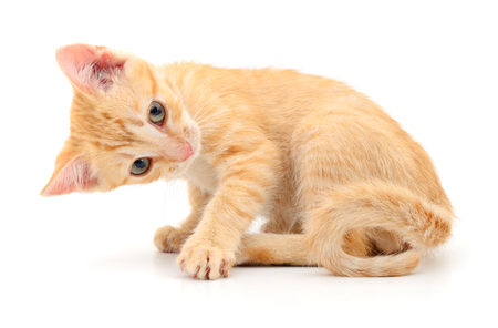 Small brown kitten isolated on white background.の写真素材
