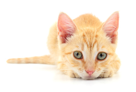 Small brown kitten isolated on white background.の写真素材