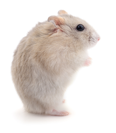 Small domestic hamster isolated on white background.の写真素材