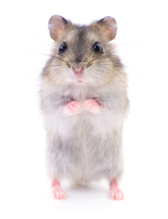 Small domestic hamster isolated on white background.の写真素材