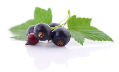 Five black currants with leaves on a white background.の写真素材