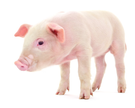 Pig who is represented on a white backgroundの写真素材