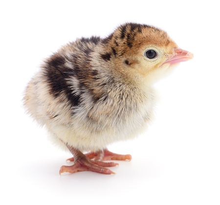 Chicken turkey isolated on a white backgroundの写真素材