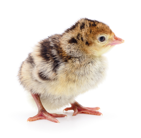 Chicken turkey isolated on a white backgroundの写真素材