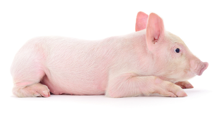 Pig who is represented on a white backgroundの写真素材