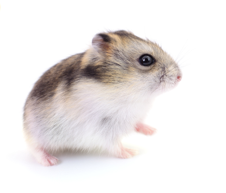 Small domestic hamster isolated on white background.の写真素材