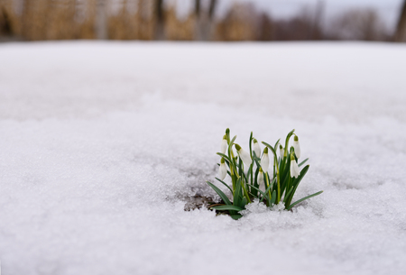 Snowdrop flowers coming out from real snow.の写真素材