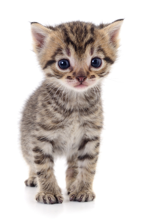 Small brown kitten isolated on white background.の写真素材