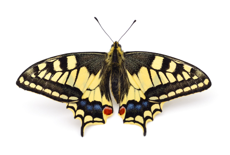 Old World Swallowtail (Papilio machaon) butterfly on a white background.の写真素材