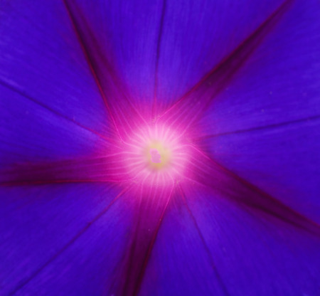 Blue flower background. Macro of blue petals texture.