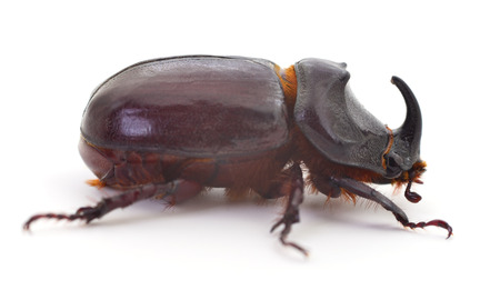 Macro photography of rhinoceros beetle isolated on white