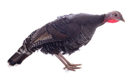 Dark turkey isolated on a white background