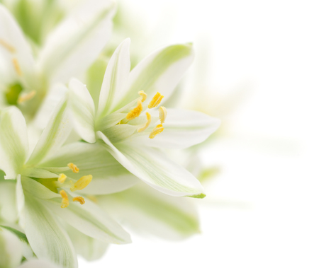 Close-up white flowers background isolated on whiteの写真素材