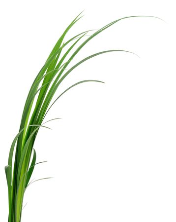 Long blades of green grass against a white background.の写真素材