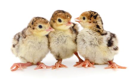 Chicken turkeys isolated on a white