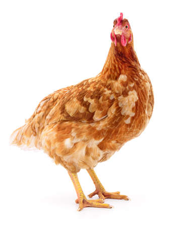 Young brown hen isolated on white background.の写真素材