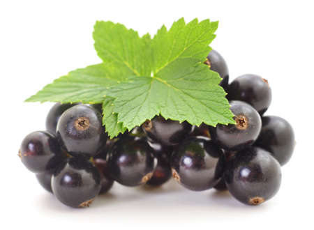 Black currants with leaves on a white background.の写真素材