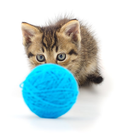 Kitten with ball of yarn isolated on white background.の写真素材