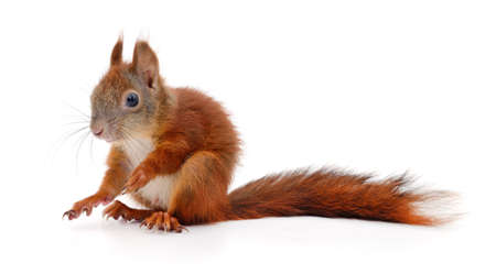 Eurasian red squirrel isolated on white background.の写真素材