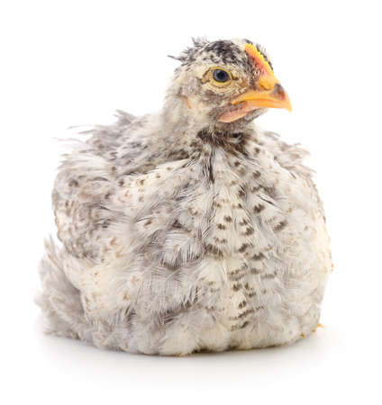 Grey hen isolated on white, studio shot.の写真素材