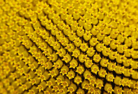 Sunflower natural background. Sunflower blooming. Close-up of sunflower.の写真素材