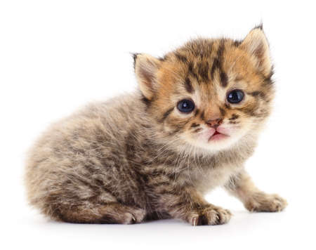 Small brown kitten isolated on white background.の写真素材