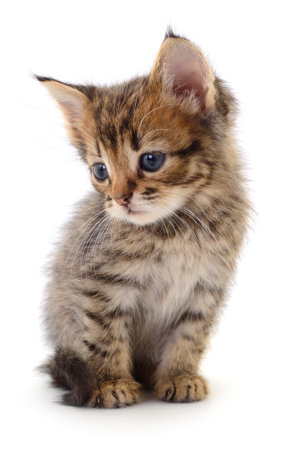 Small brown kitten isolated on white background.の写真素材