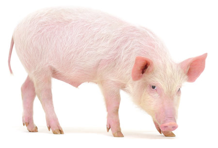 Pig who is represented on a white backgroundの写真素材