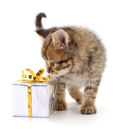 Small cute kitten with gift box isolated on white background.の写真素材