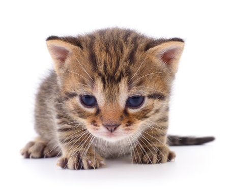 Small brown kitten isolated on white background.の写真素材