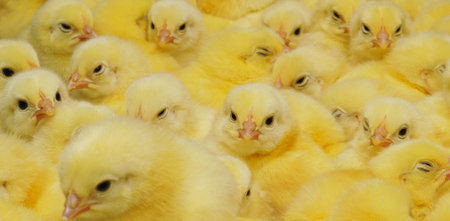 Baby Chickens. A texture of Baby domestic Chickens.の写真素材